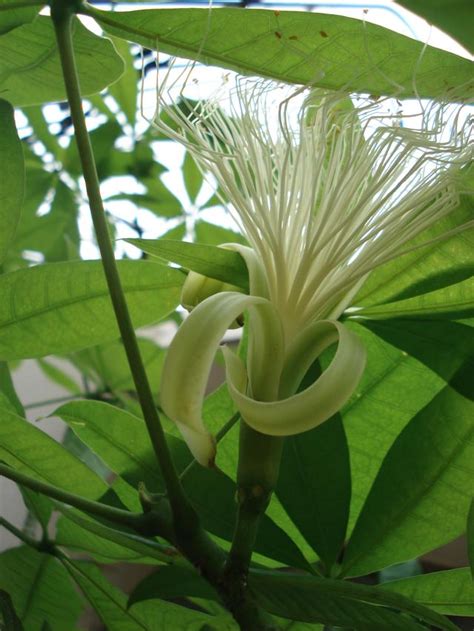 發財樹開花|發財樹花苞：幸福的象徵，讓你的家佈滿福氣 – 植物盆栽綠寶典